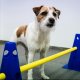 Vet Zentrum Köln - Tierärztliche Klinik für Kleintiere, Köln - 14