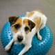 Vet Zentrum Köln - Tierärztliche Klinik für Kleintiere, Köln - 16