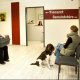 Tiermedizinische Fachangestellte / TFA (m/w/d), Tespe - 1